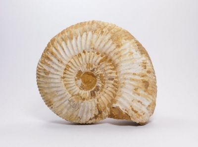 Amonit Perisphinctes sp. - Tulear, Madagaskar Amonit Perisphinctes sp. - Tulear, Madagaskar